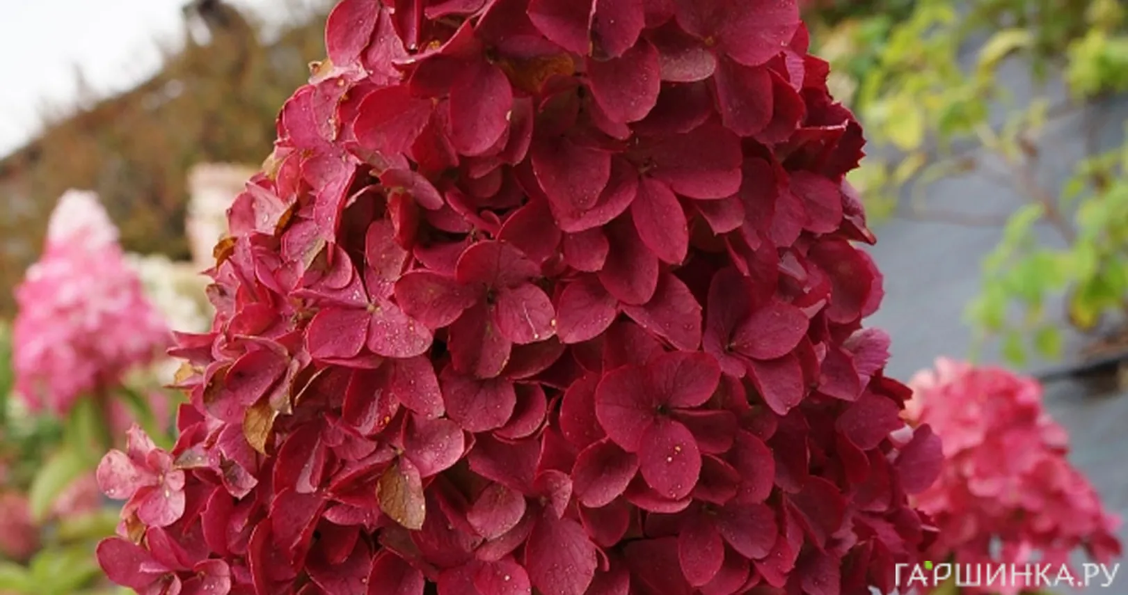 Гортензия Мэджикал Файер (Волшебный огонь) метельчатая