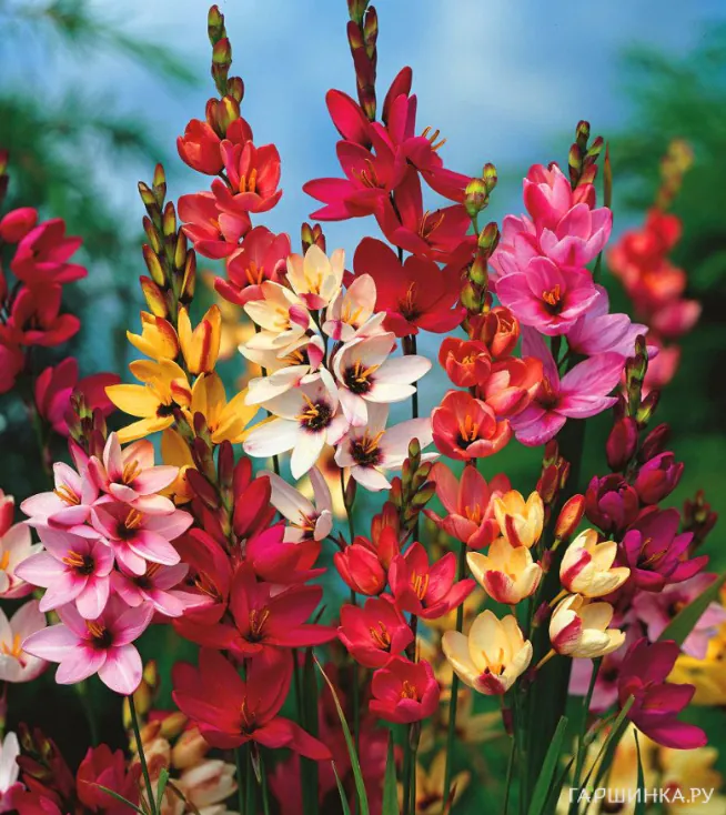 Иксия Микс 10шт