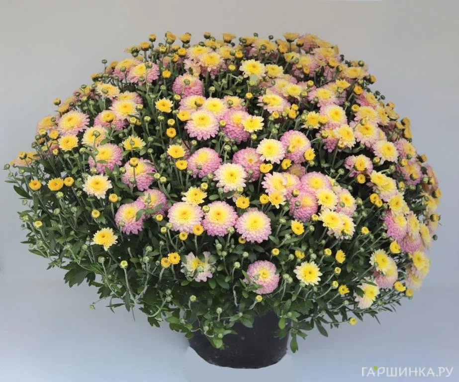 Хризантема мультифлора Брансвит