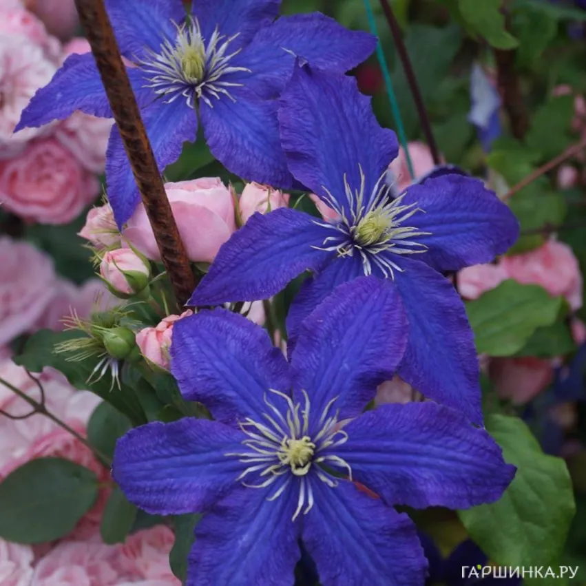 Клематис Рапсодия крупноцветковый (3)