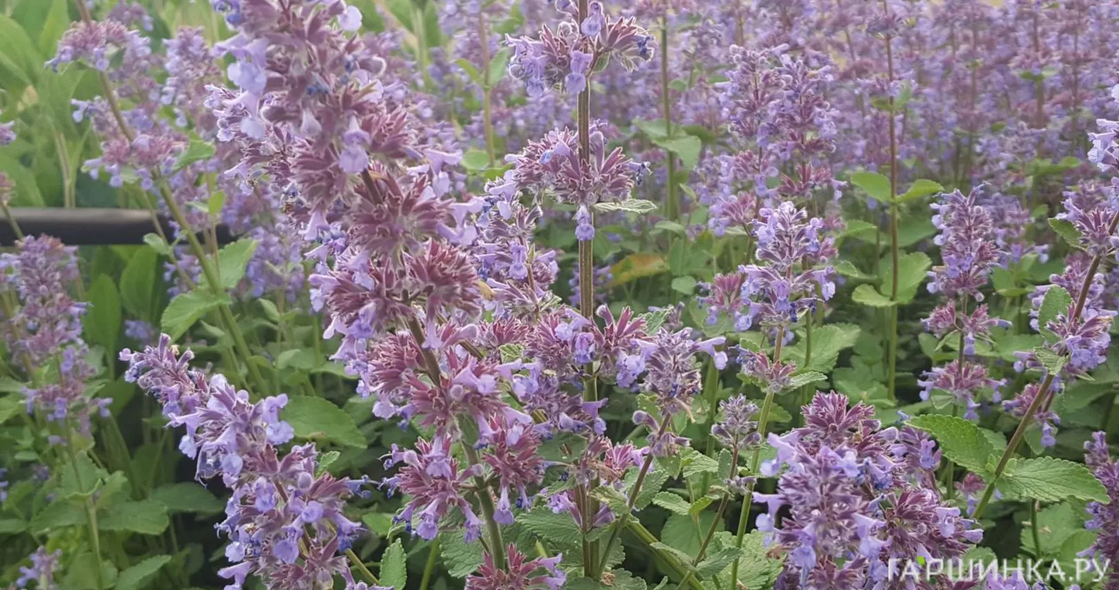 Котовник крупноцветковый Саммер Меджик