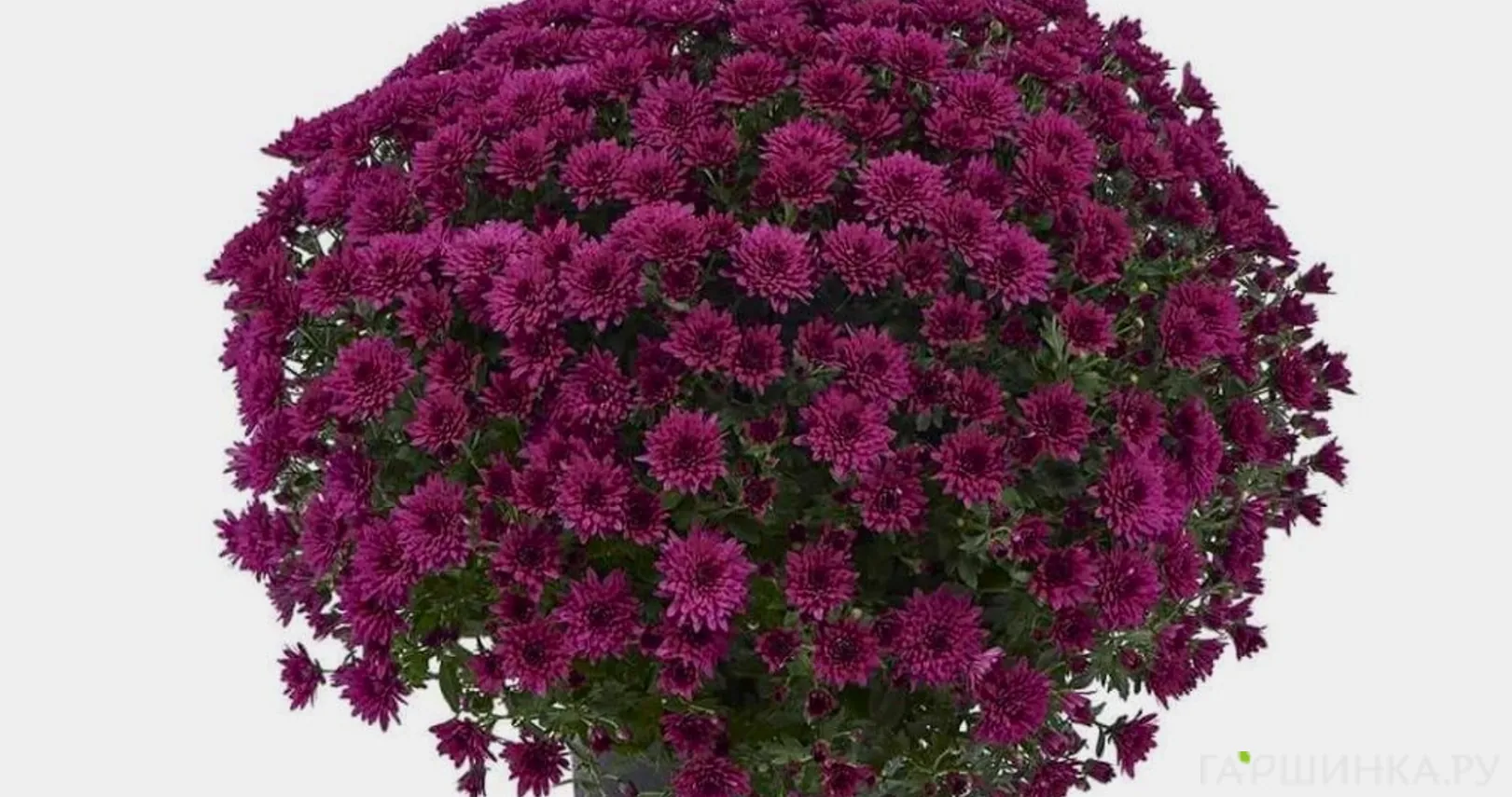 Хризантема мультифлора Лагун Пурпл