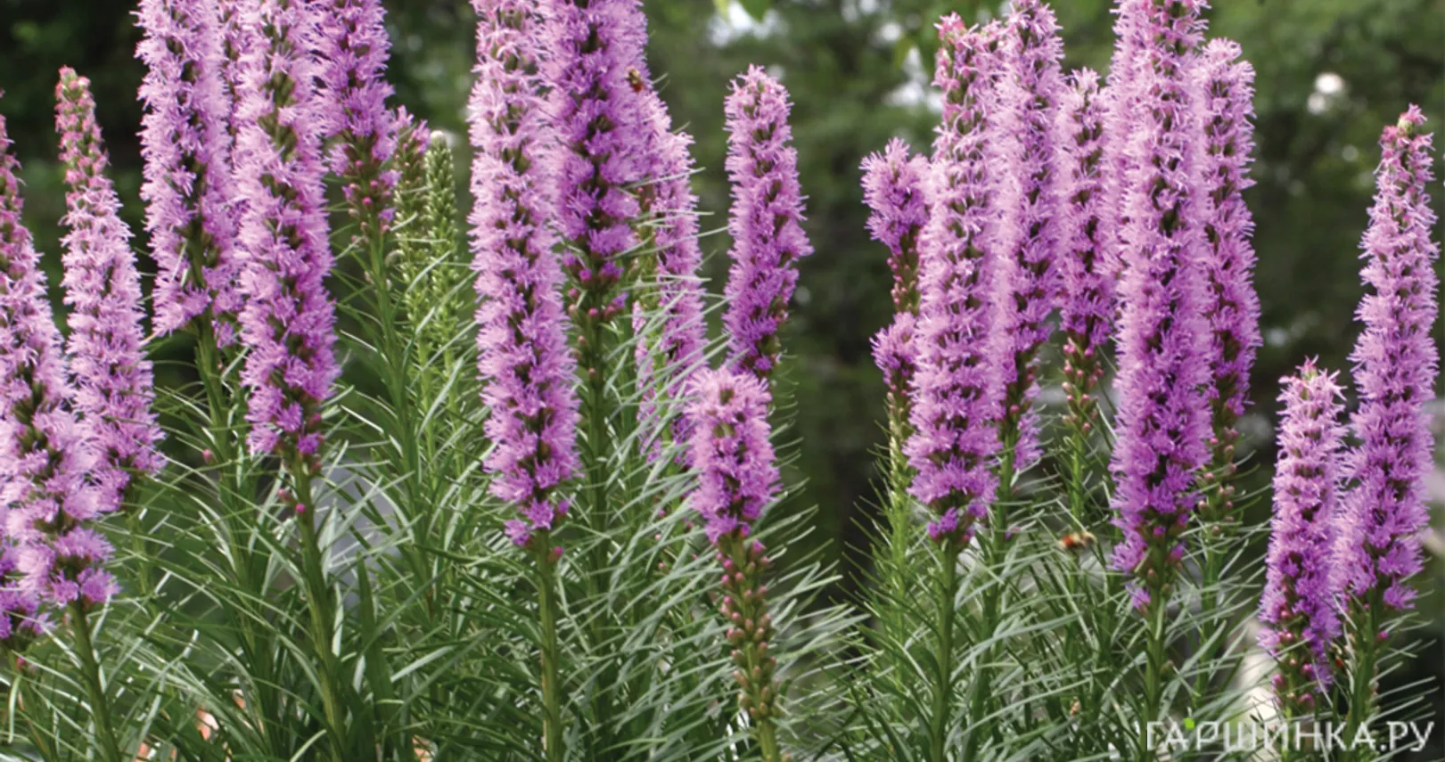 Лиатрис Спиката