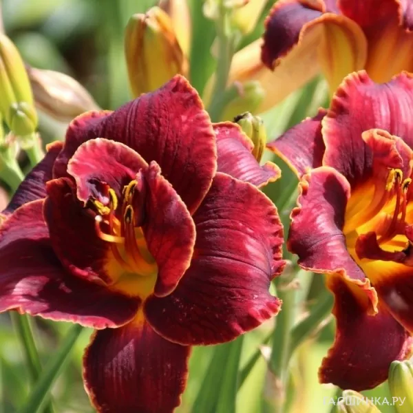 Лилейник Найт Эмберс