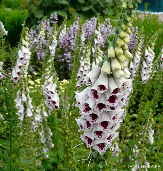 Наперстянка пурпурная Гиант Споттед