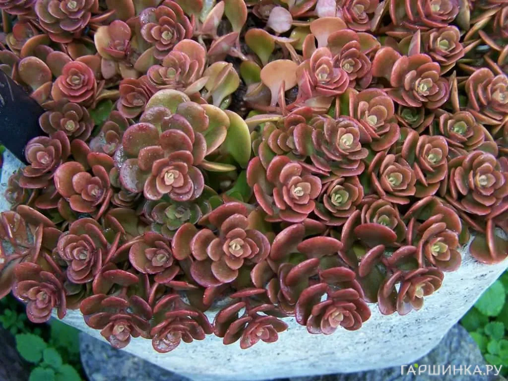 Очиток (седум) гибридный Корал Риф