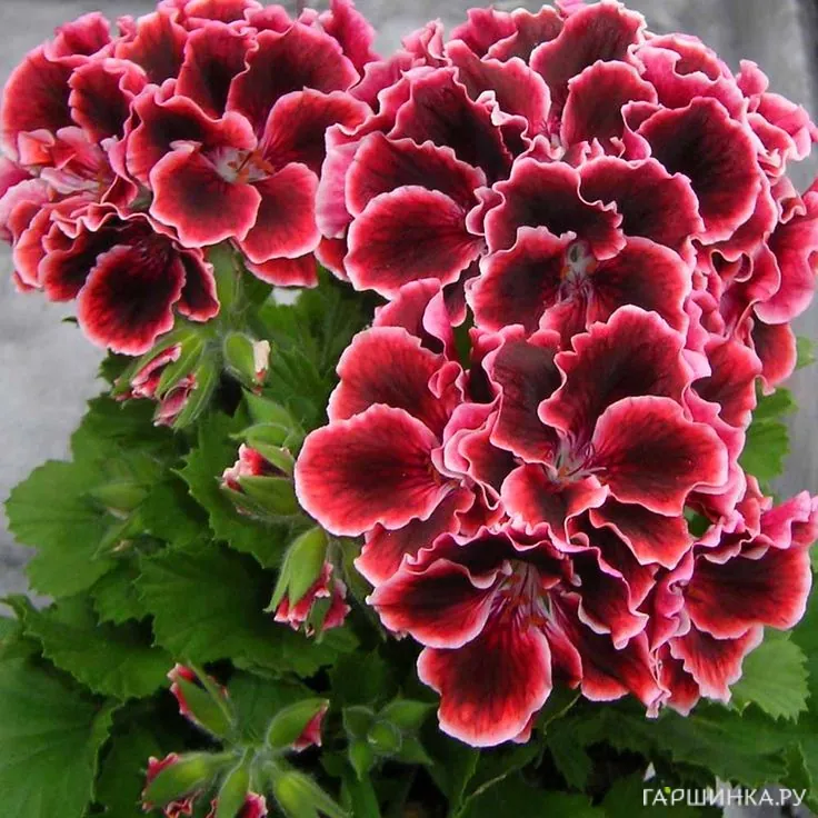 Пеларгония королевская Элеганс Адель
