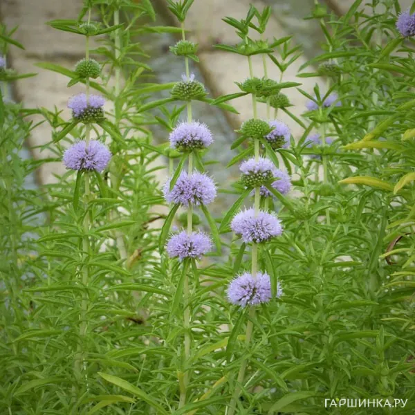 Мята красно-бурая