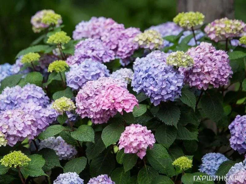Гортензия Ориджинал крупнолистная ремонтантная (Серия Бесконечное Лето)