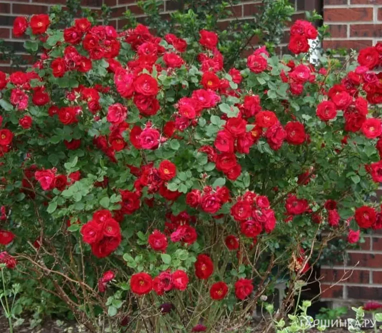 Роза Шамплейн канадская парковая (лиц)