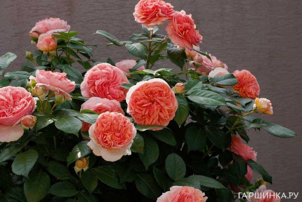 Роза Чипендейл, Тантау (лиц)