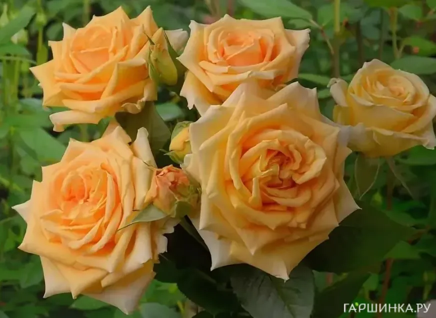 Роза Капучино чайно-гибридная, Тантау (лиц)