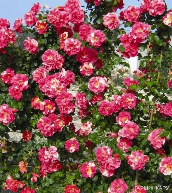 Роза Кэнди Лэнд плетистая, Викс (лиц)