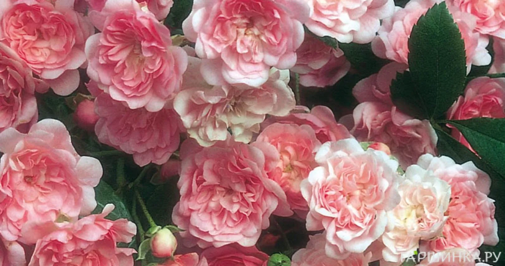 Роза Фейри почвопокровная, Тантау (лиц)