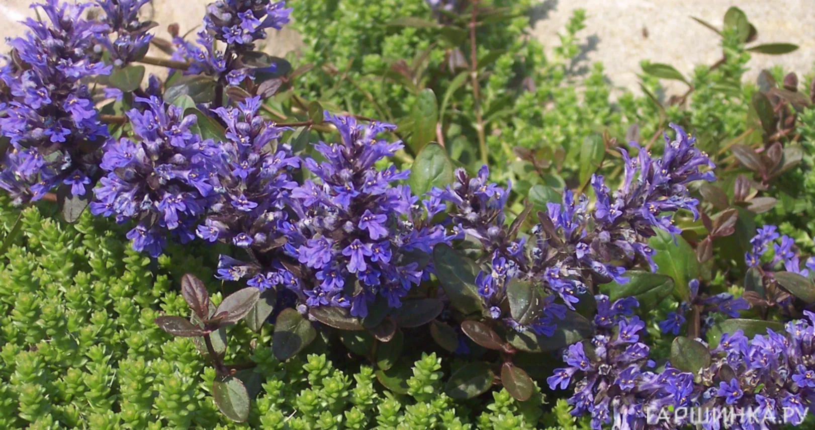 Живучка (Аюга) ползучая Вэлфредда