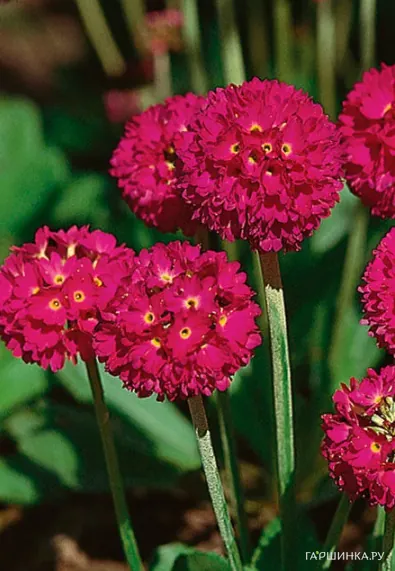 Примула мелкозубчатая Ред