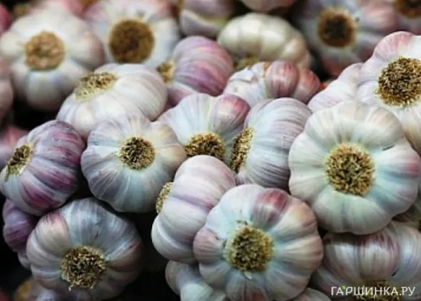 Чеснок озимый сорт Любаша 0.5кг