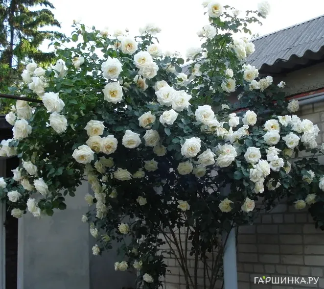 Роза Шнеевальцер плетистая, Топалович (лиц)