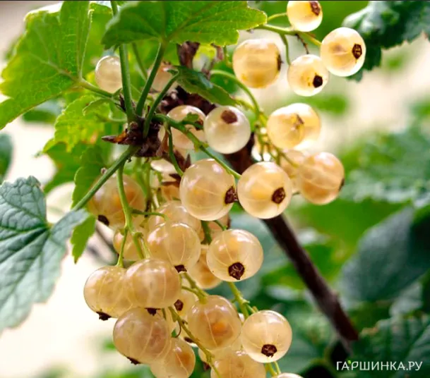 Смородина Витте Холандер белая