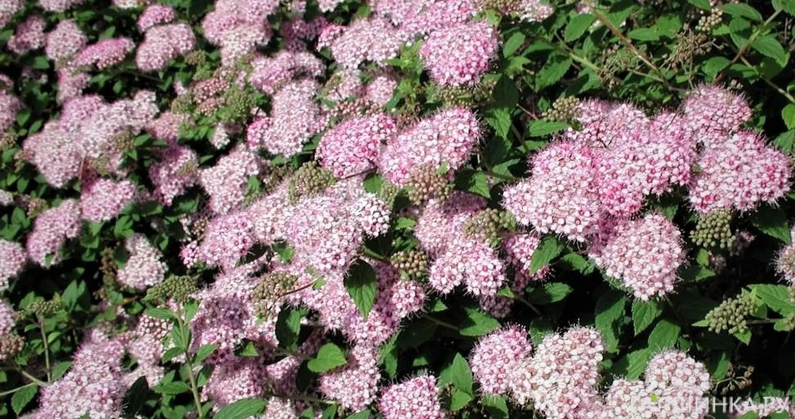 Спирея Литл Принцесс японская