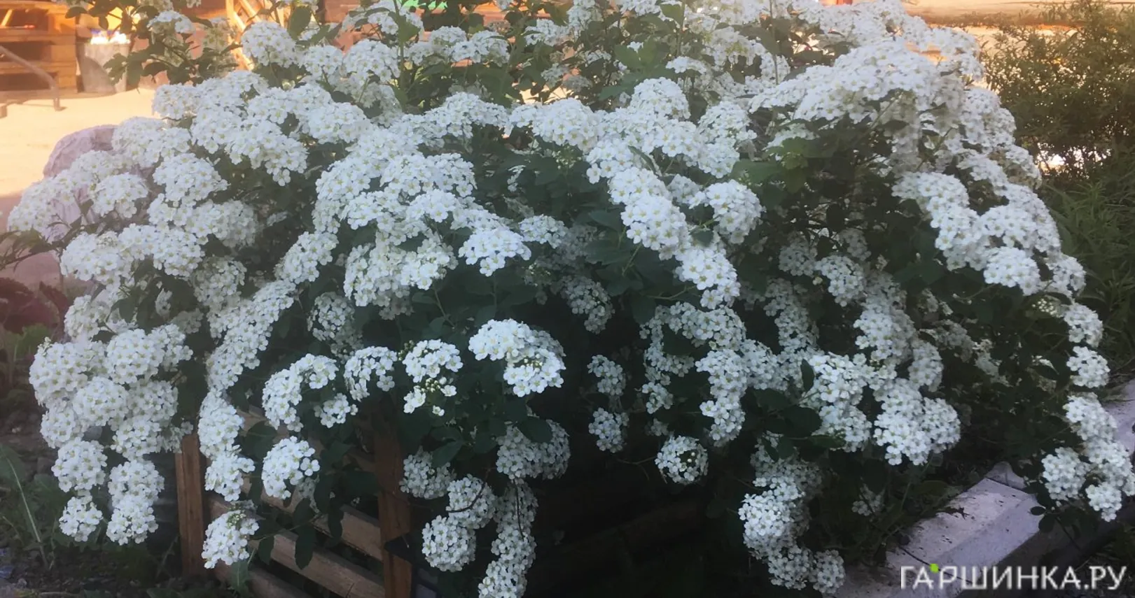 Спирея вангутта