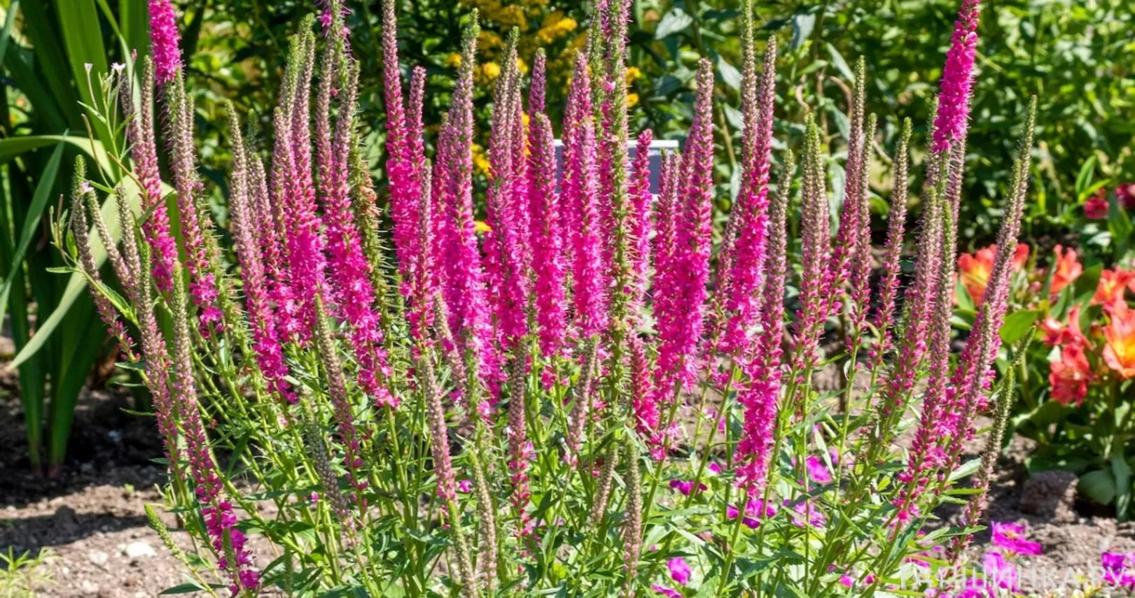 Вероника колосковая Ред Фокс