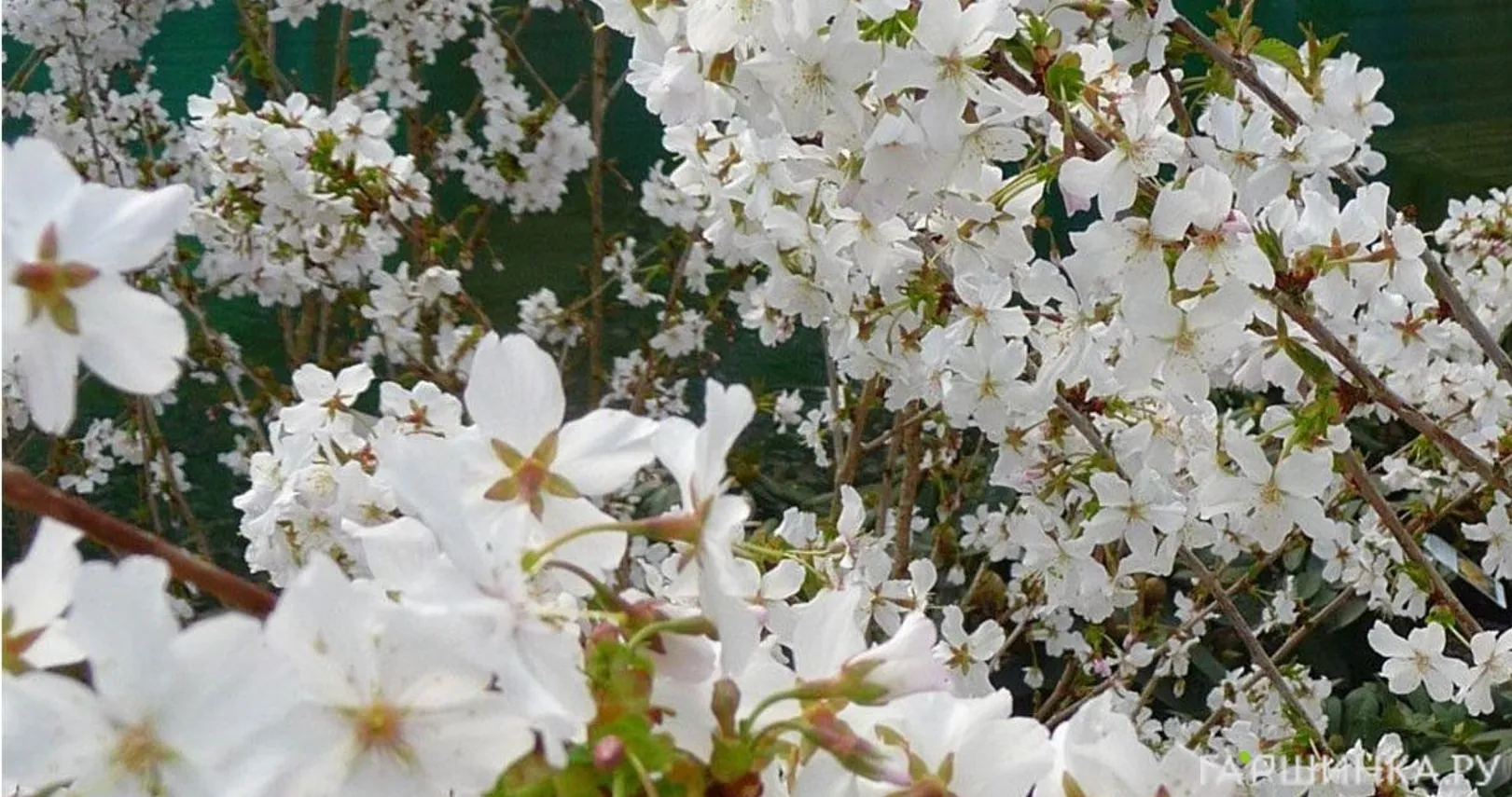 Вишня ниппонская Бриллиант