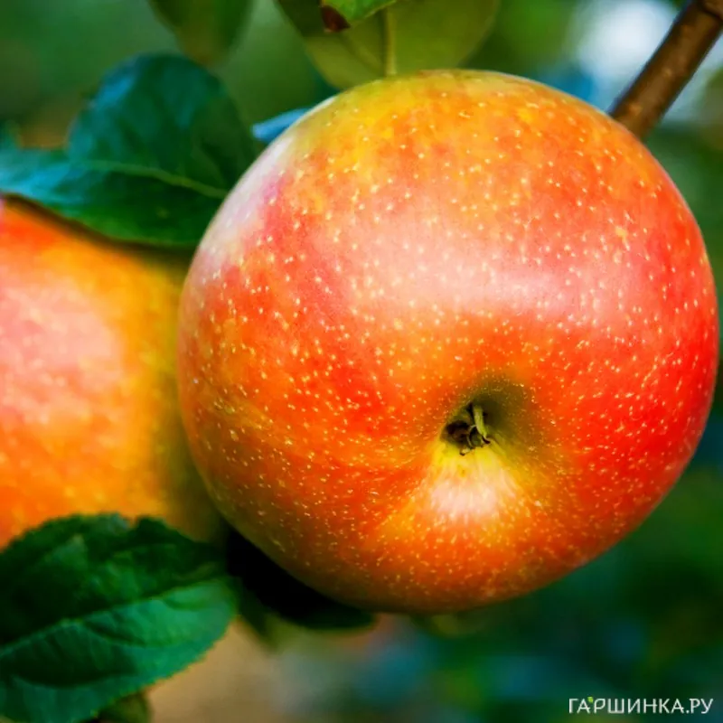 Яблоня Абрикосовое