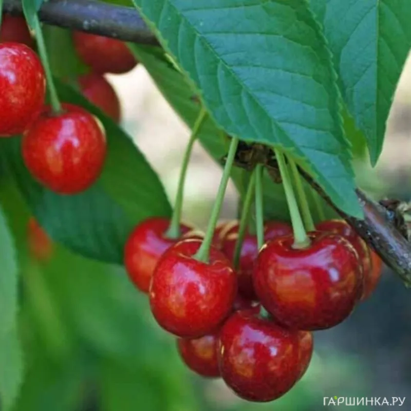 Вишня Малышка