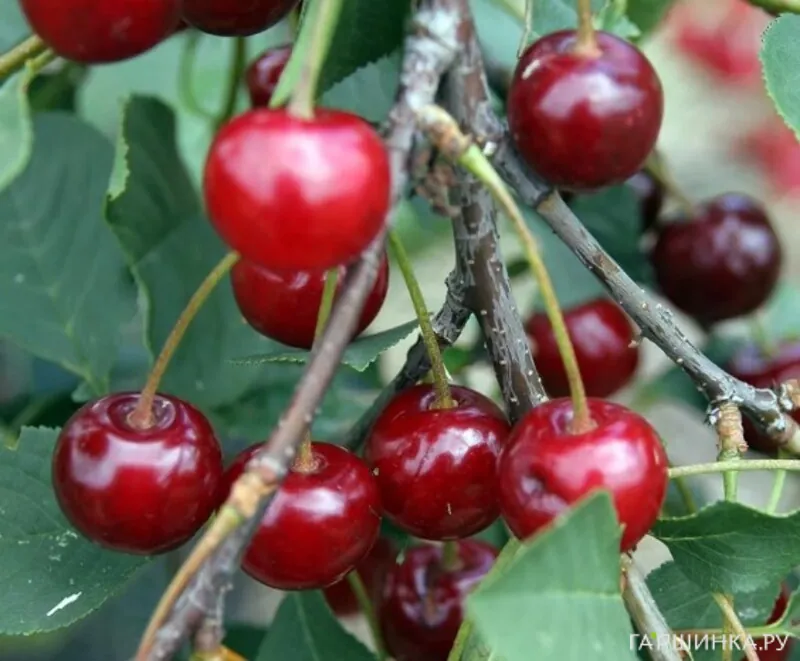 Вишня Призвание