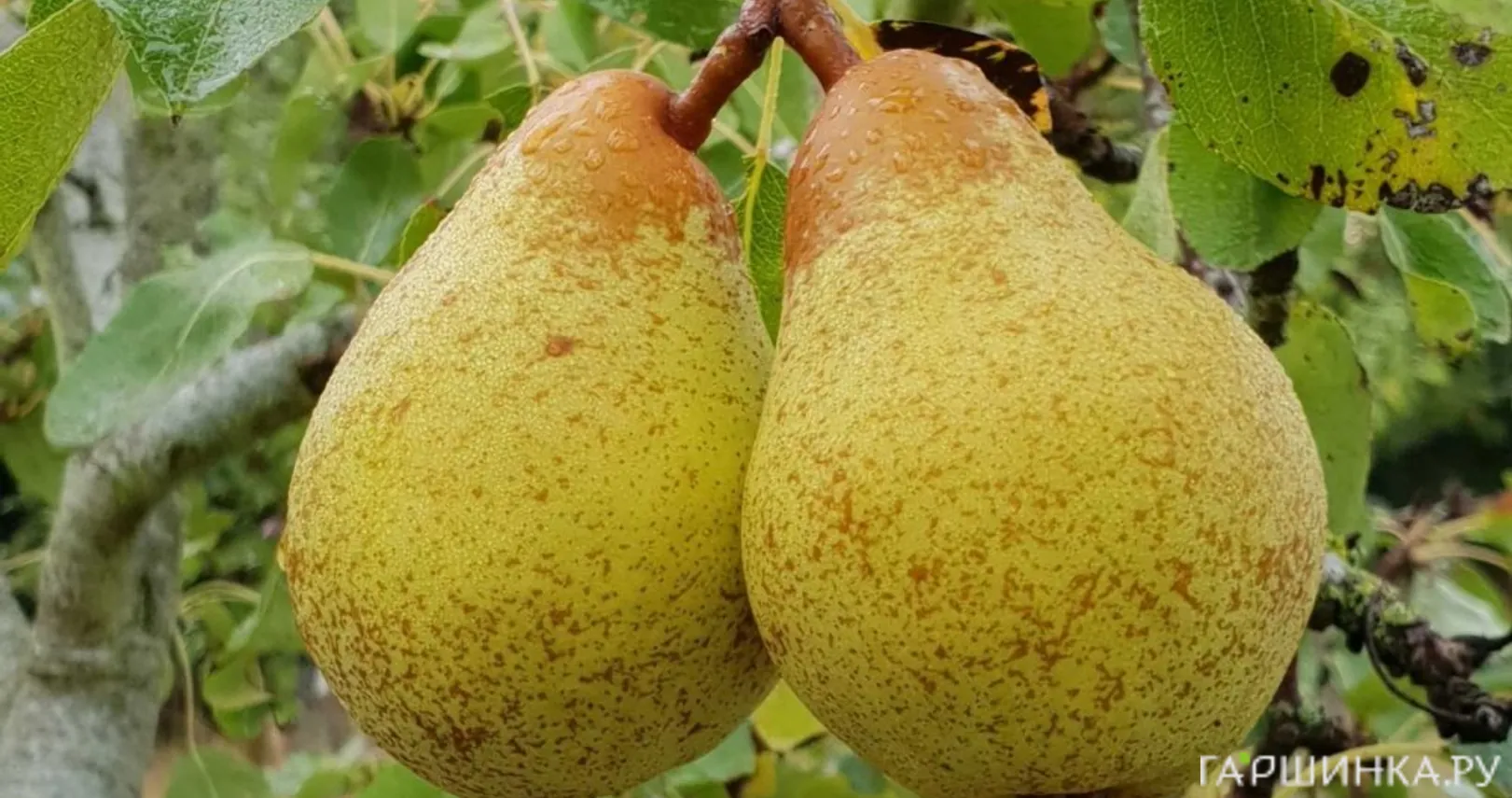 Груша Дюшес