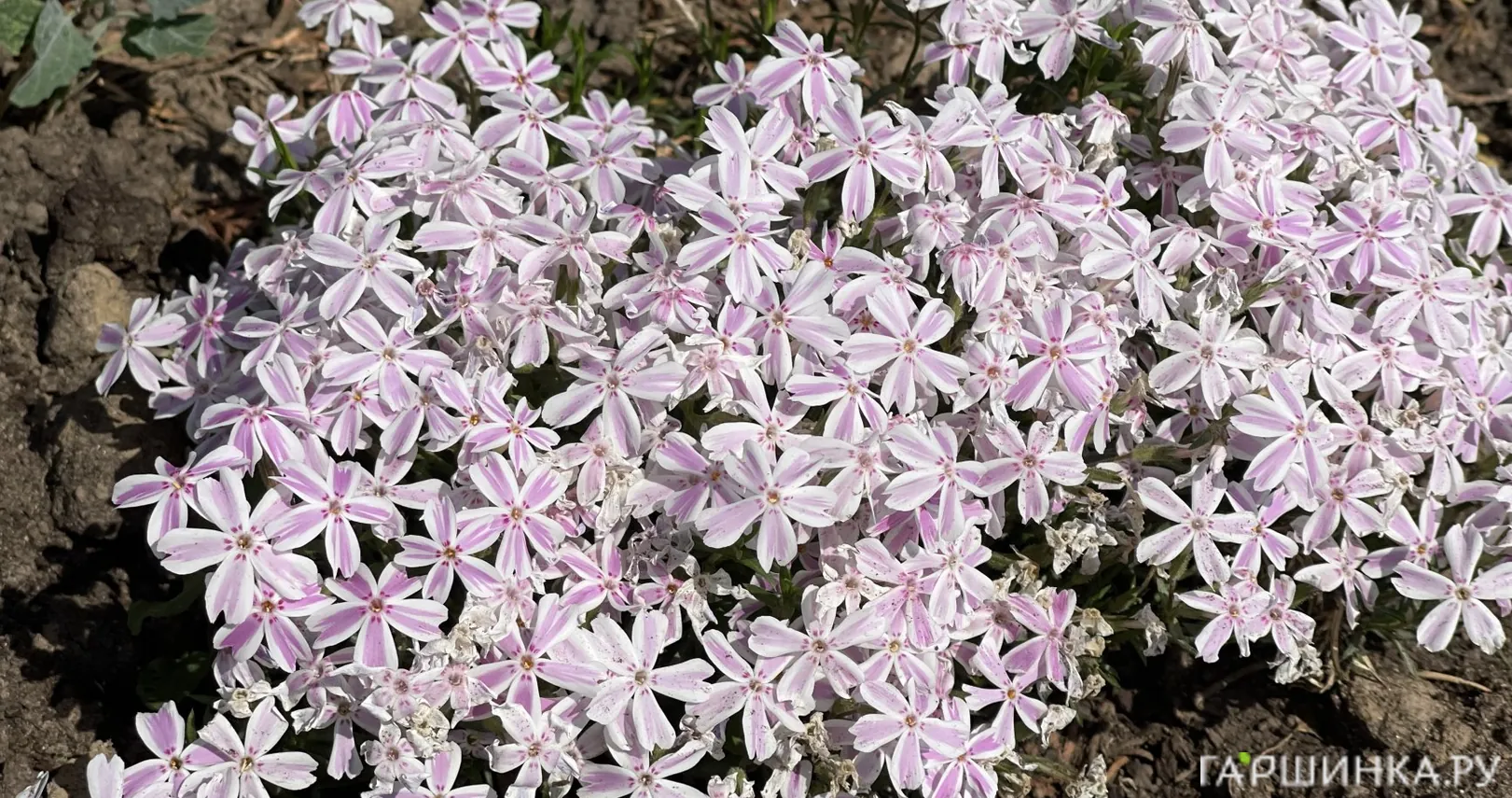 Флокс шиловидный Кэнди Страйпс