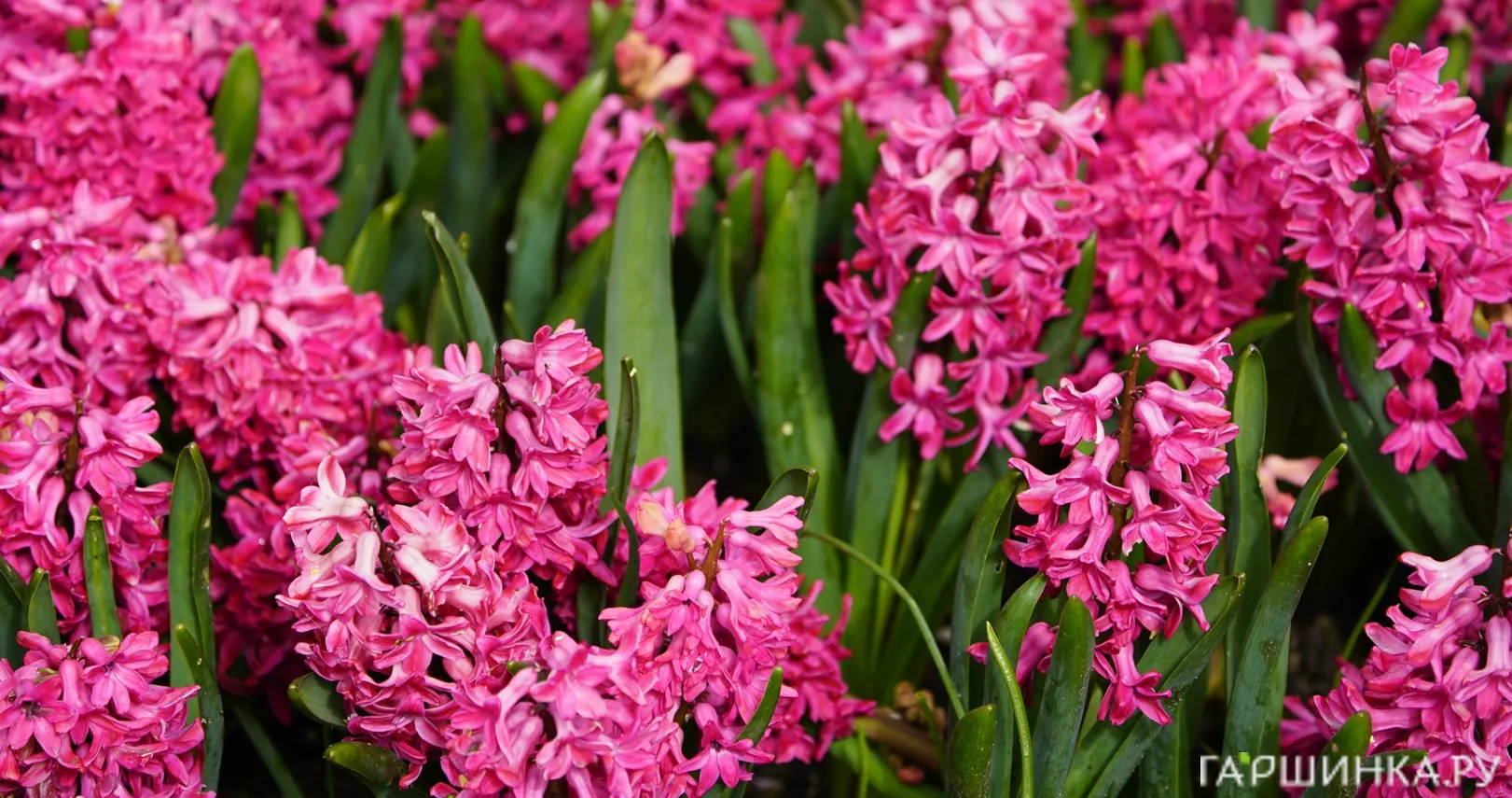 Гиацинт Ян Бос 3 шт