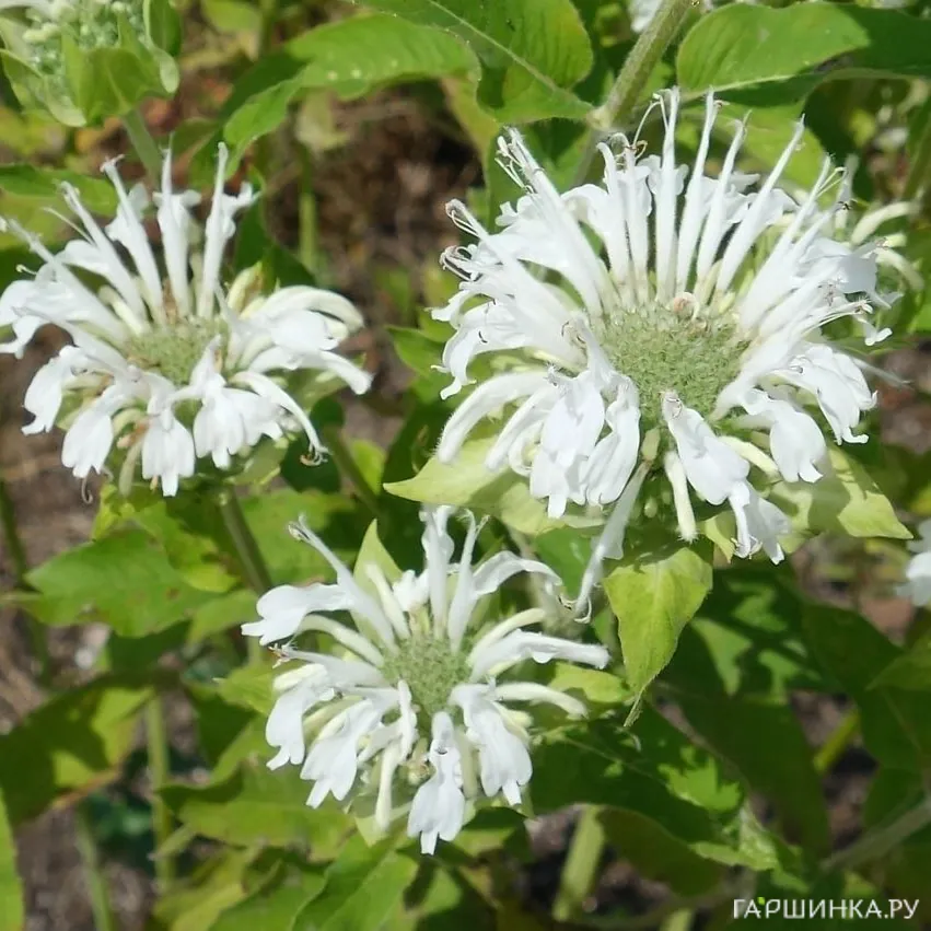 Монарда Шнивитхен