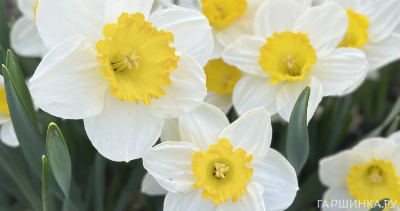 Нарцисс Саунд крупнокорончатый 5шт.