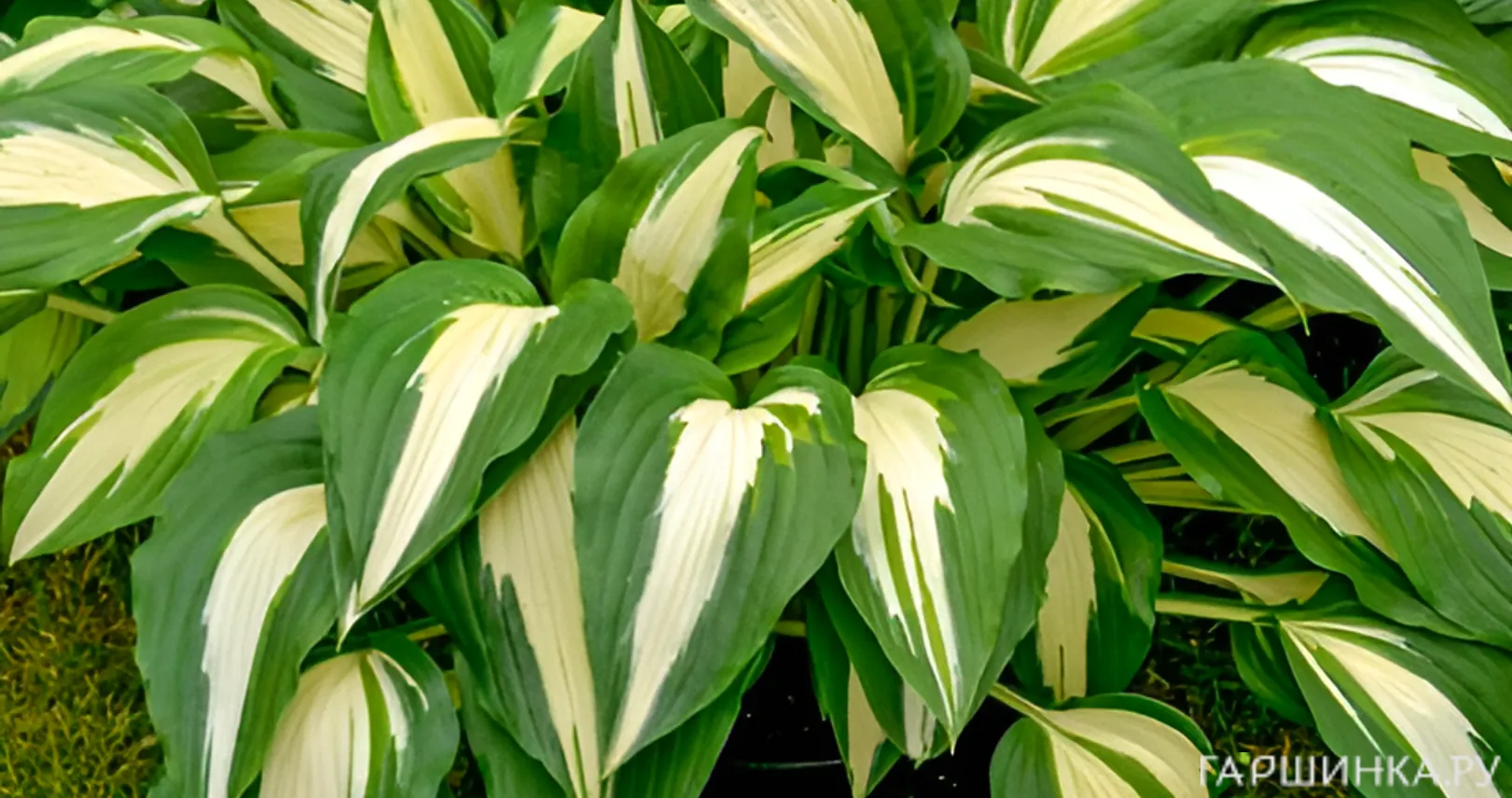 Хоста Найт бефо Крисмос (ML)