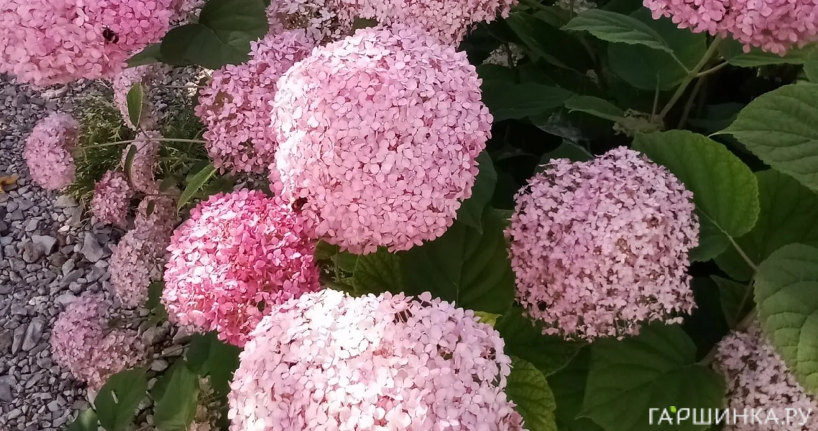 Гортензия Пинк Анабель древовидная