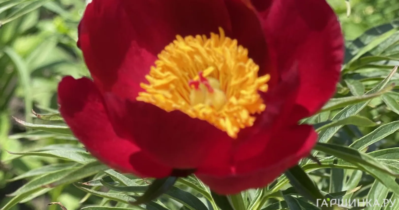 Пион уклоняющийся (Марьин корень)