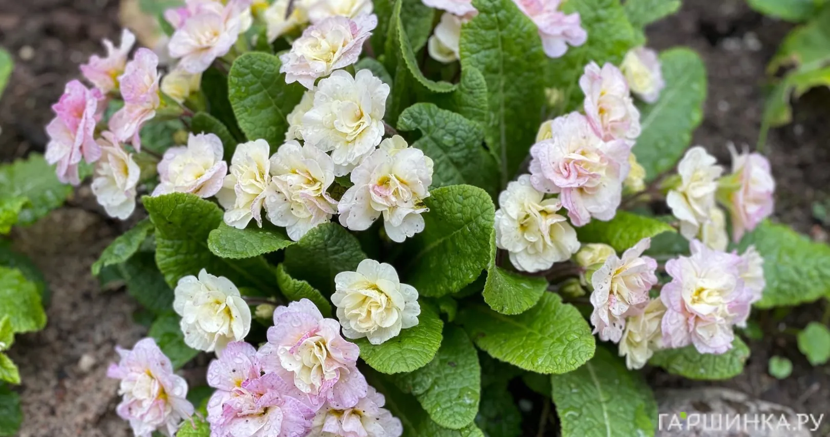 Примула Беларина Шампань