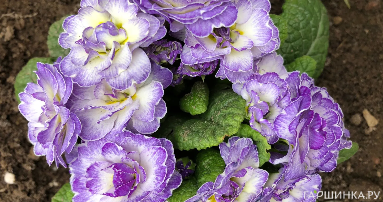 Примула Беларина Лавли Лилак