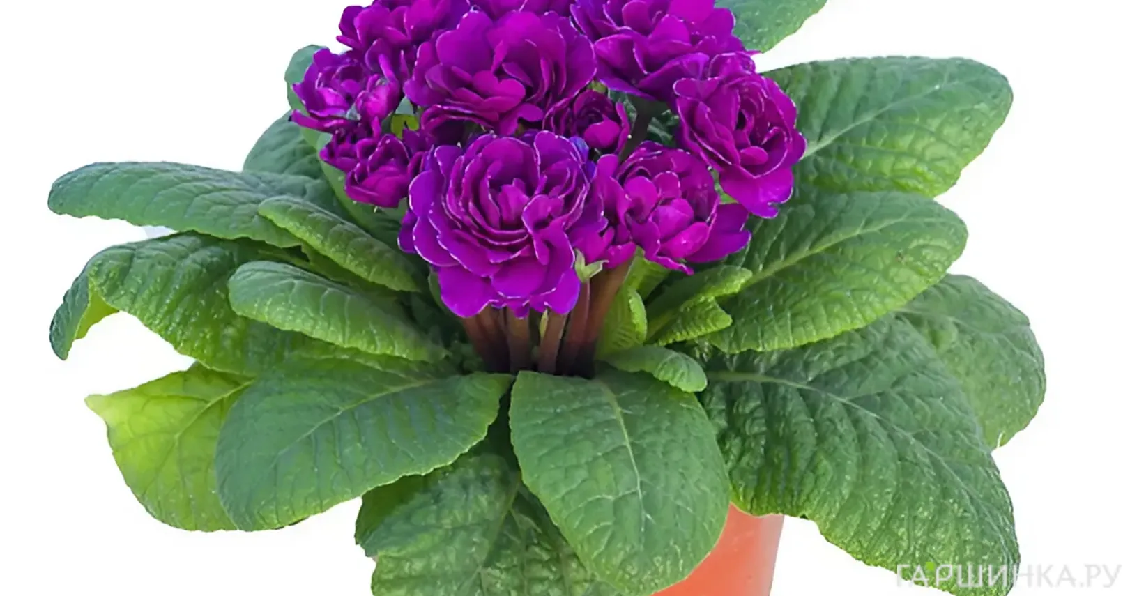 Примула Беларина Пурпл Даймонд