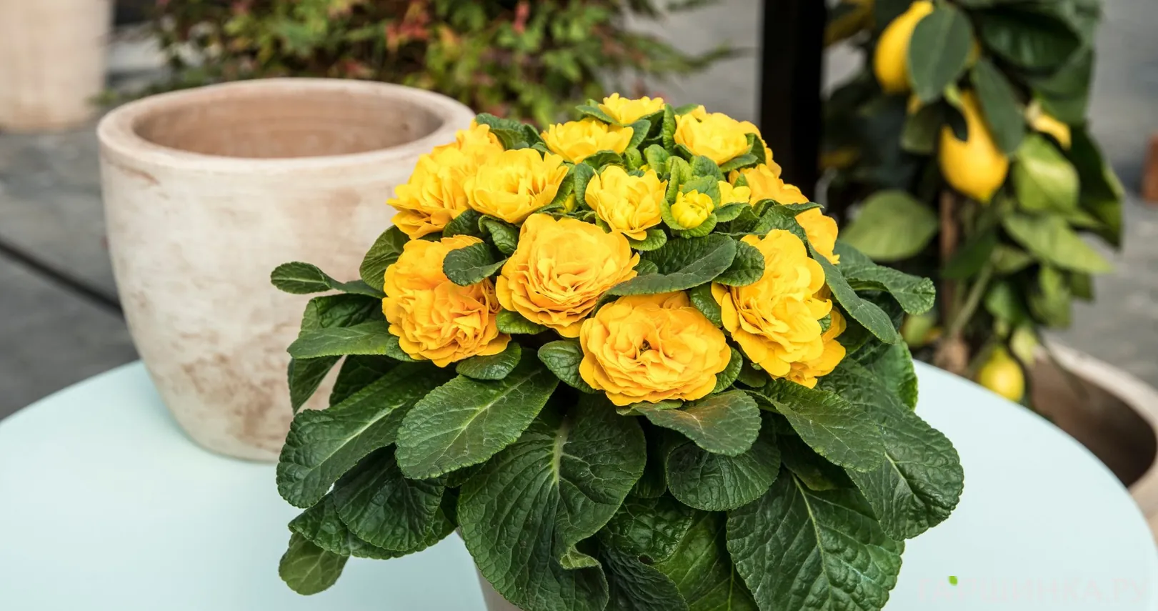 Примула Беларина Спринг Сан