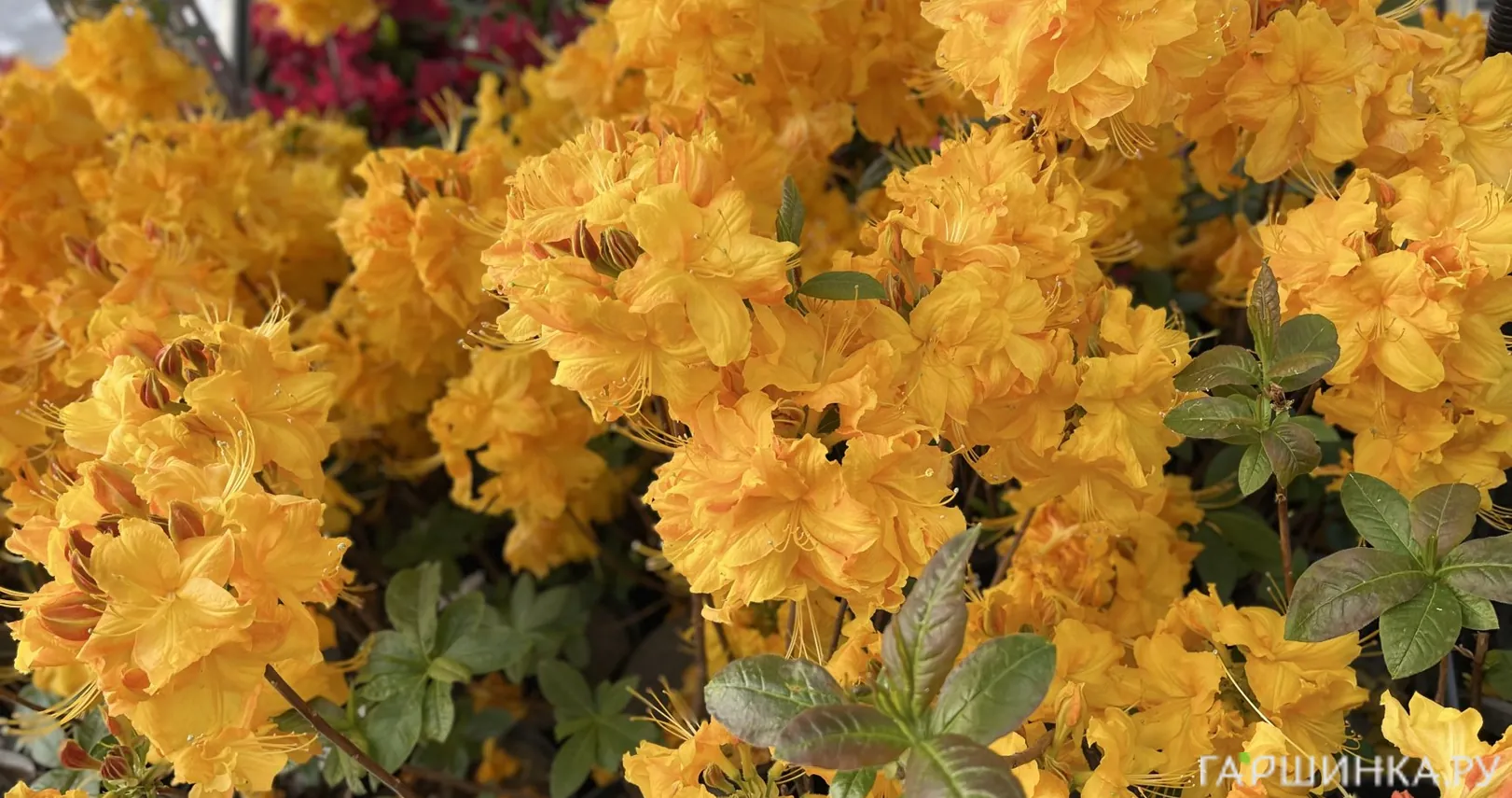 Рододендрон (Азалия) Клондайк