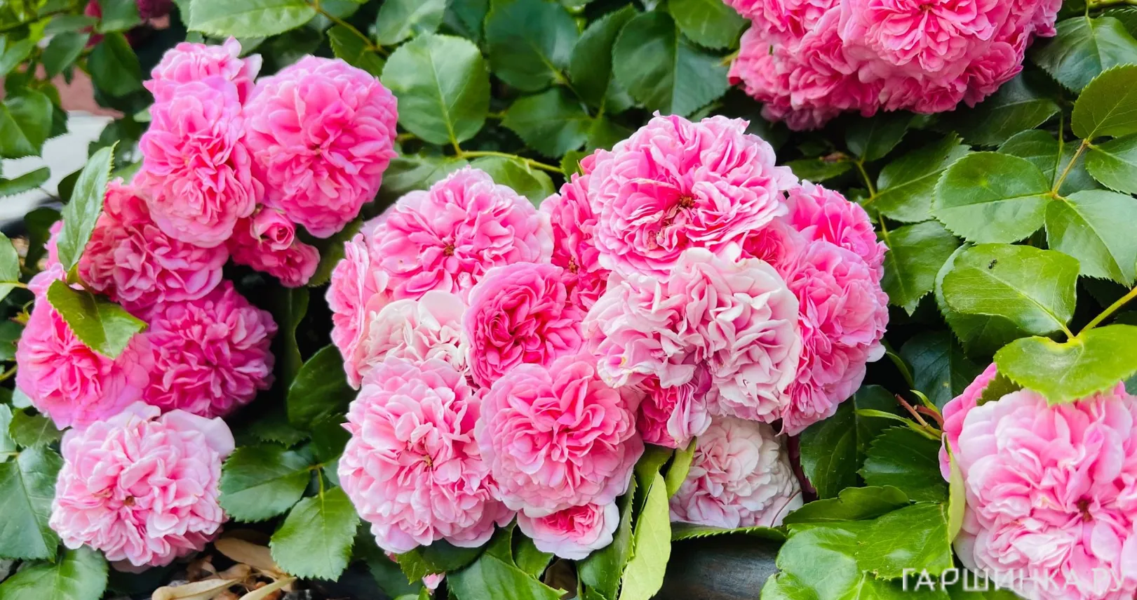 Роза Тереза Багнет канадская парковая (лиц)