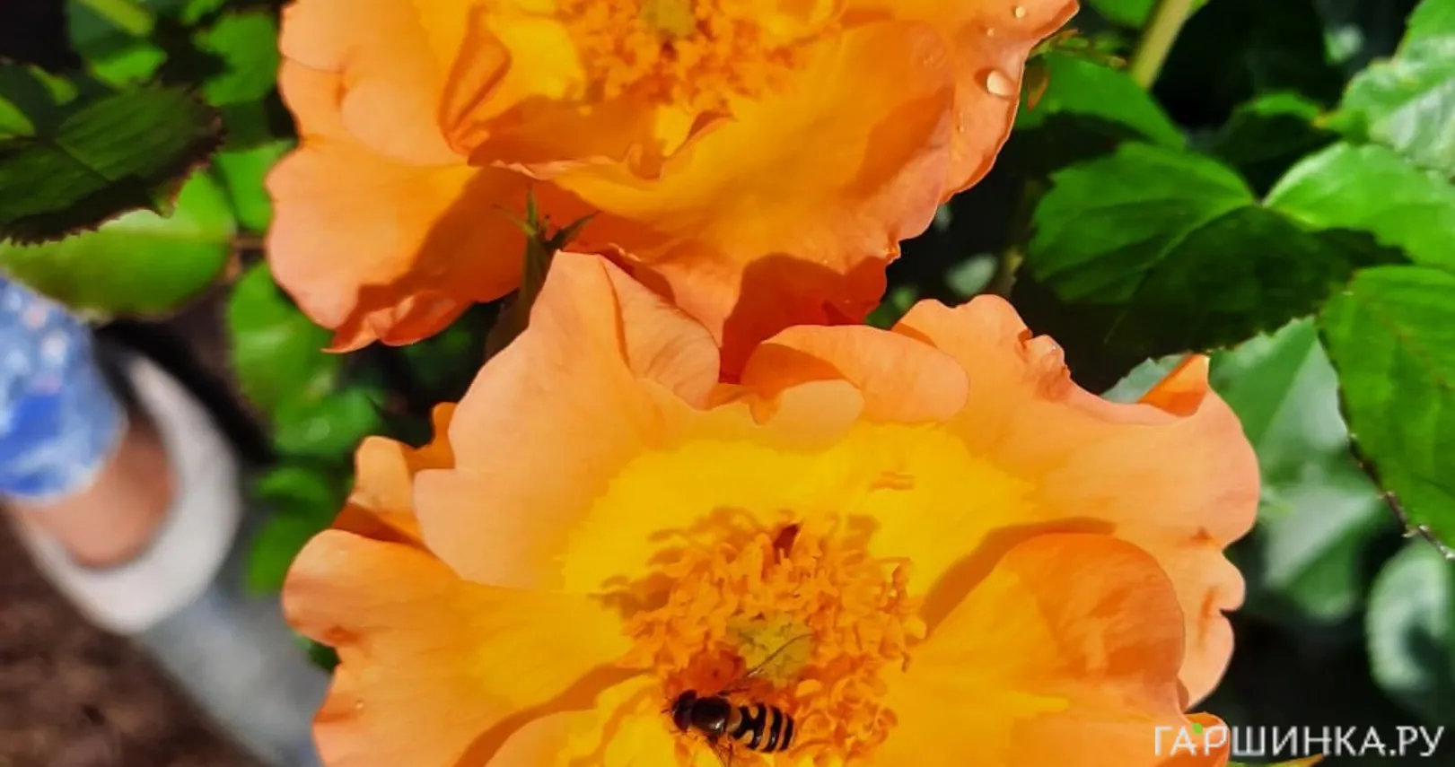 Роза Морден Санрайз канадская парковая (лиц)