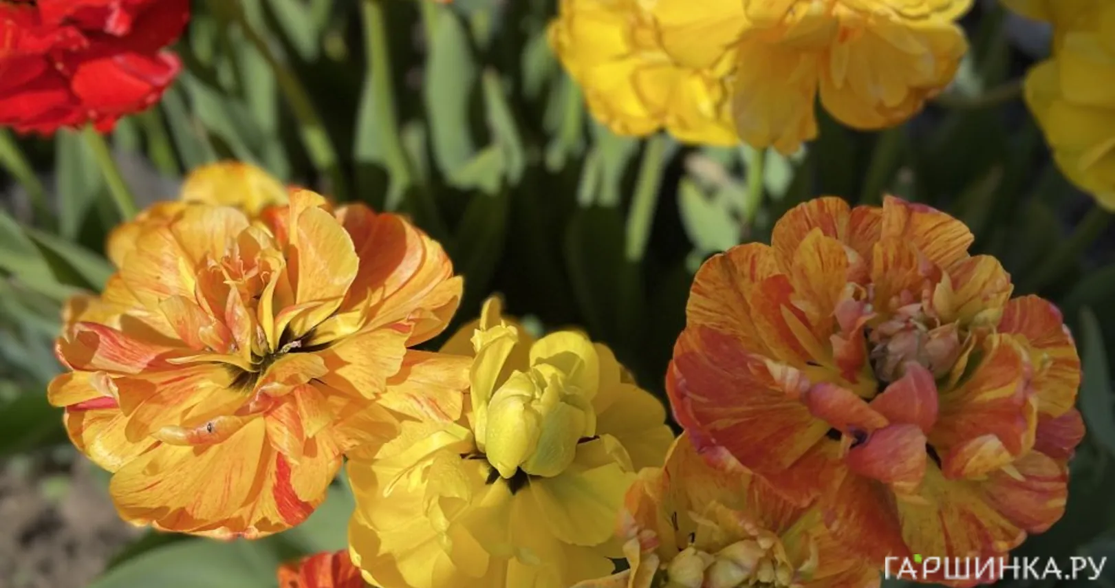 Тюльпан Санлавер махровый 5шт