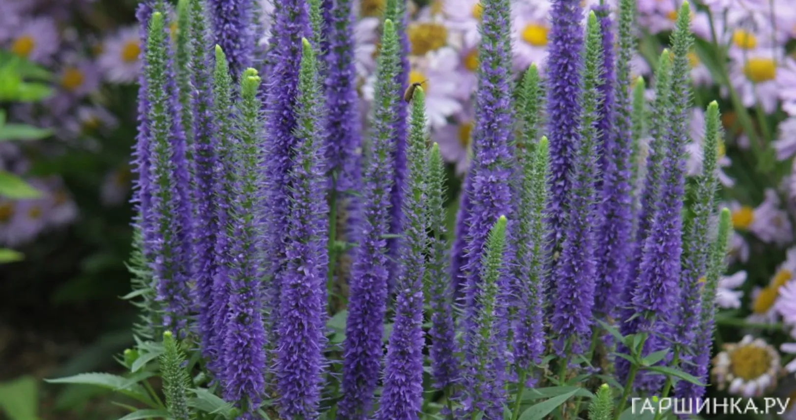 Вероника колосистая Ульстер Дварф Блю