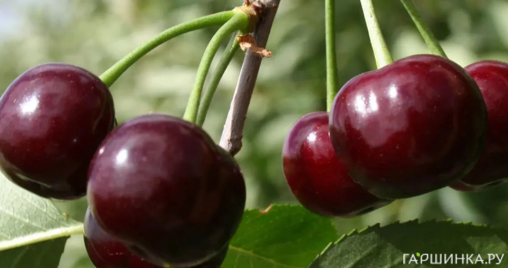 Вишня Облачинская