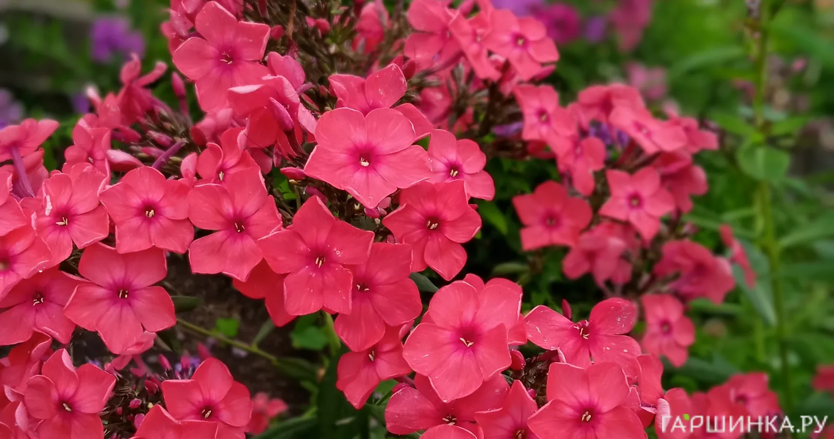 Флокс Иван-Заря