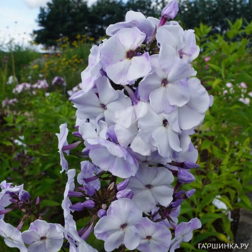 Флокс Любовь Орлова